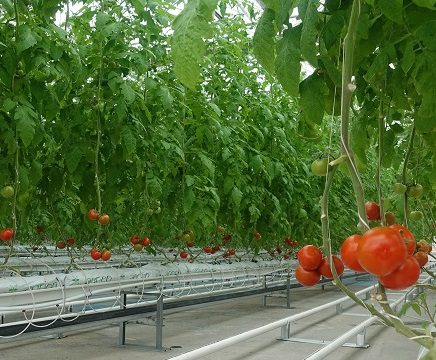 Seralarda Bitki Yetiştirme Verimlendirme Sistemleri